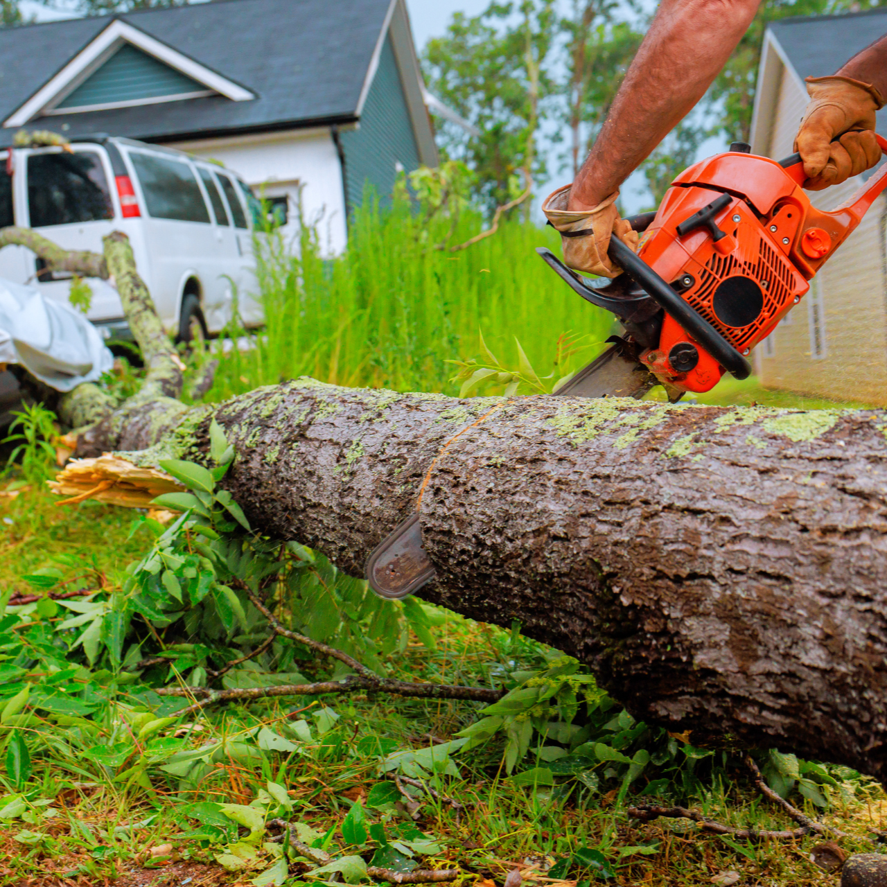 A person using an orange chainsaw to cut a fallen tree log in a residential yard near a parked van.