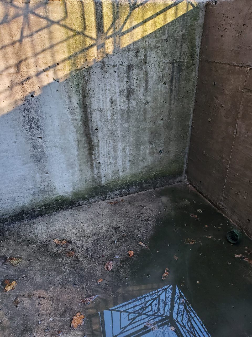Concrete corner with algae and standing water. Shadow of a metal gate overhead.