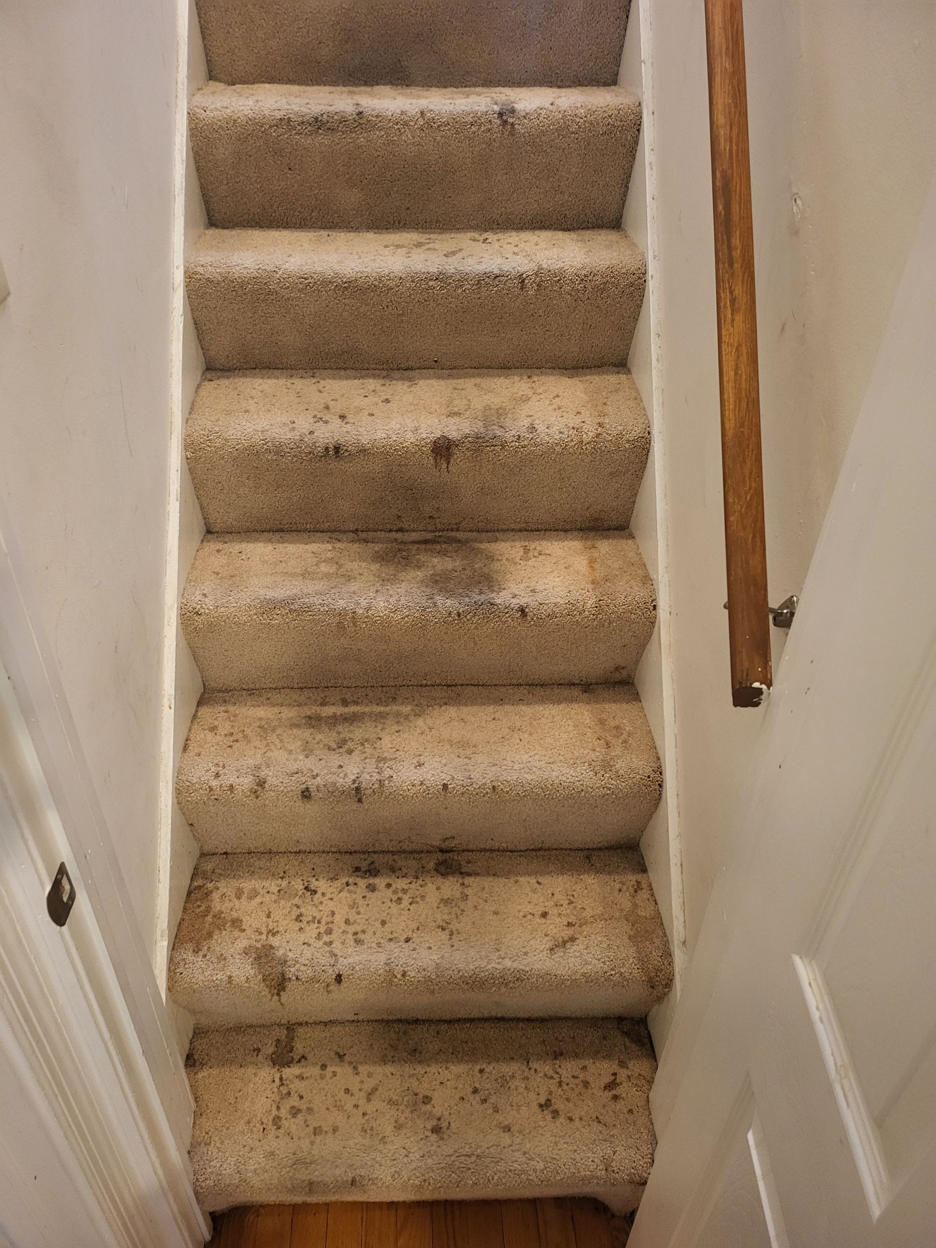 Staircase with worn, light-colored carpet. Wooden handrail on the right, white walls.