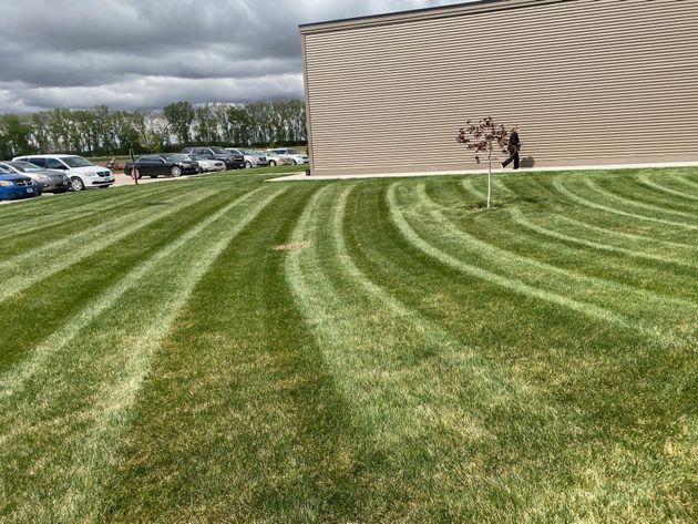 Tree-lined lawn beside a house with fresh green stripes and a large tree in the foreground