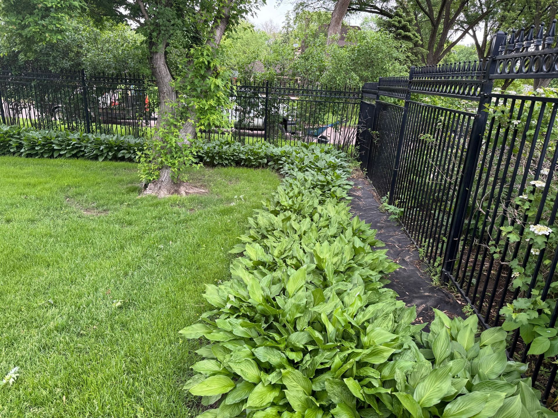 Green garden border beside a black metal fence, with grass, shrubs, and a tree in the background