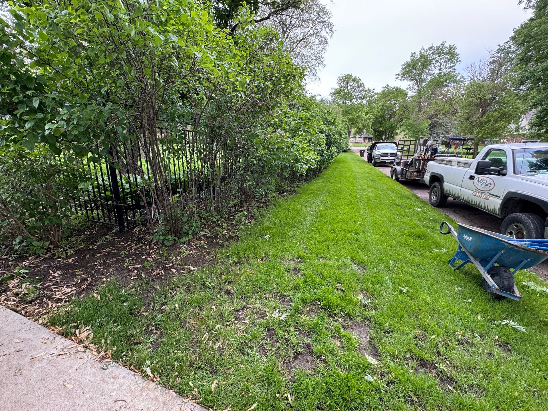 Grassy roadside with trees, parked trucks, and a blue wheelbarrow beside a fence