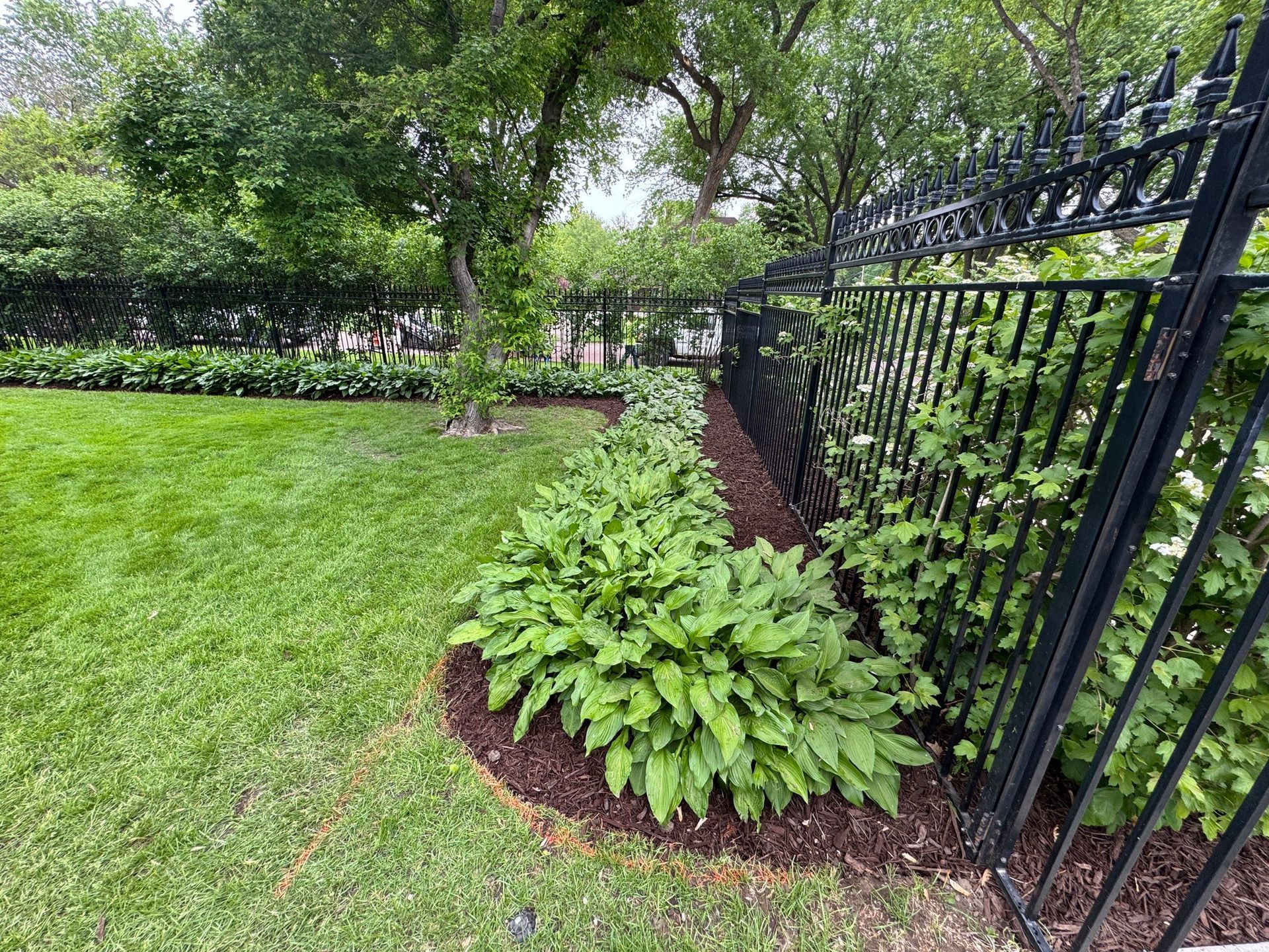 Green lawn with shrubs and a black iron fence in a garden setting
