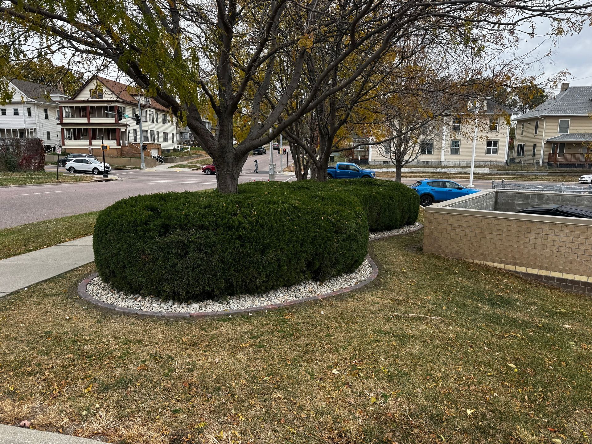 Leafless tree and trimmed hedge in a residential front yard on a cloudy day.