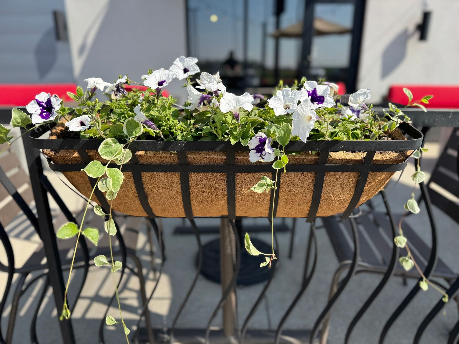 Flowering window box planter with white and purple blooms on a patio railing