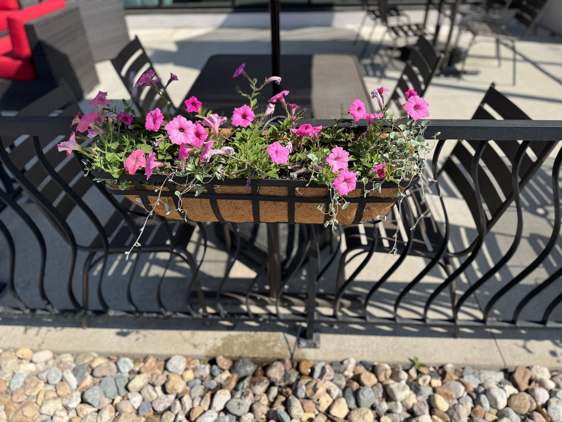 Pink flowers in a window box planter on a black metal railing over a pebble bed