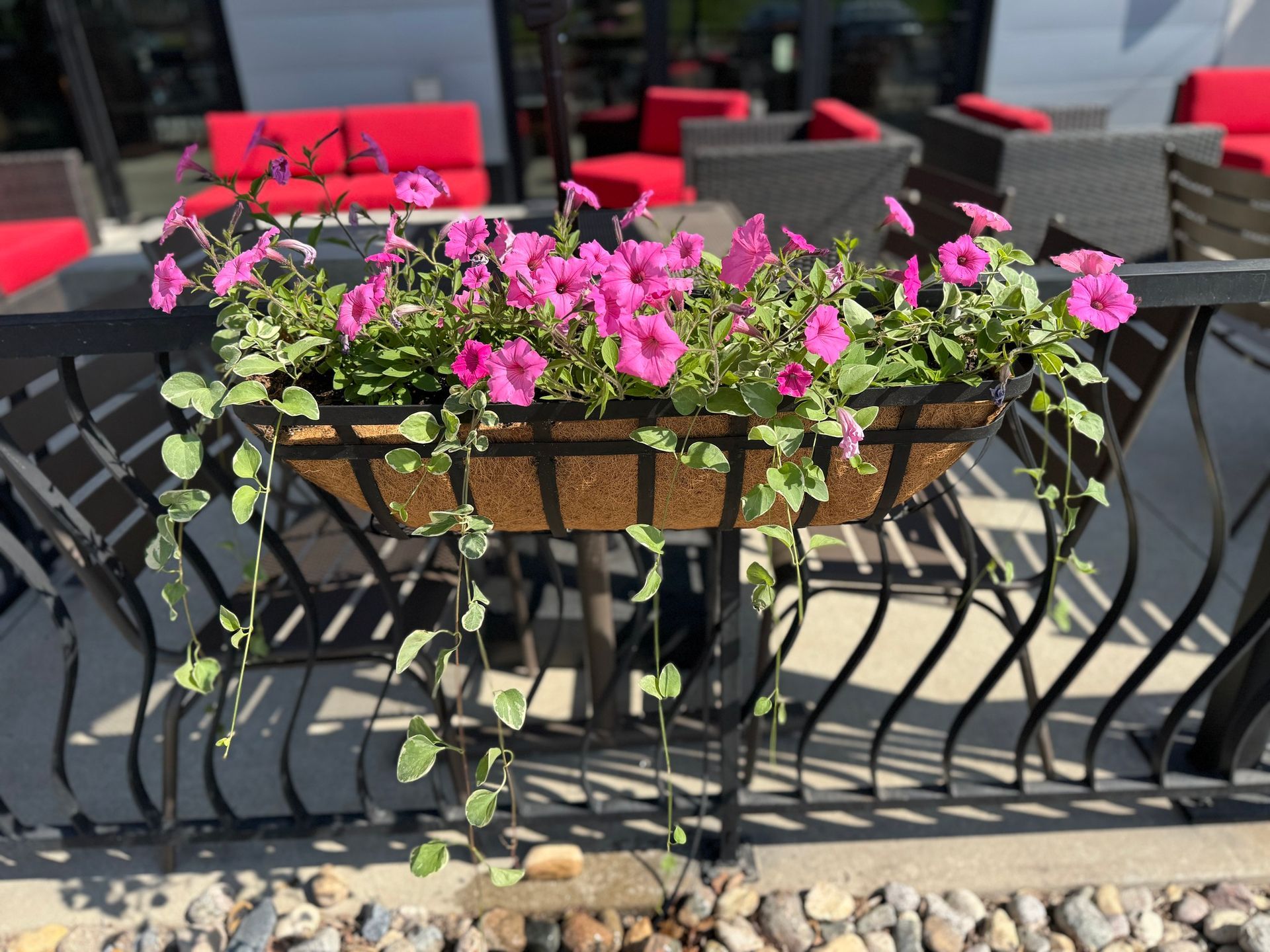 Pink flowers in a wooden planter on an outdoor patio with black metal railing shadows.