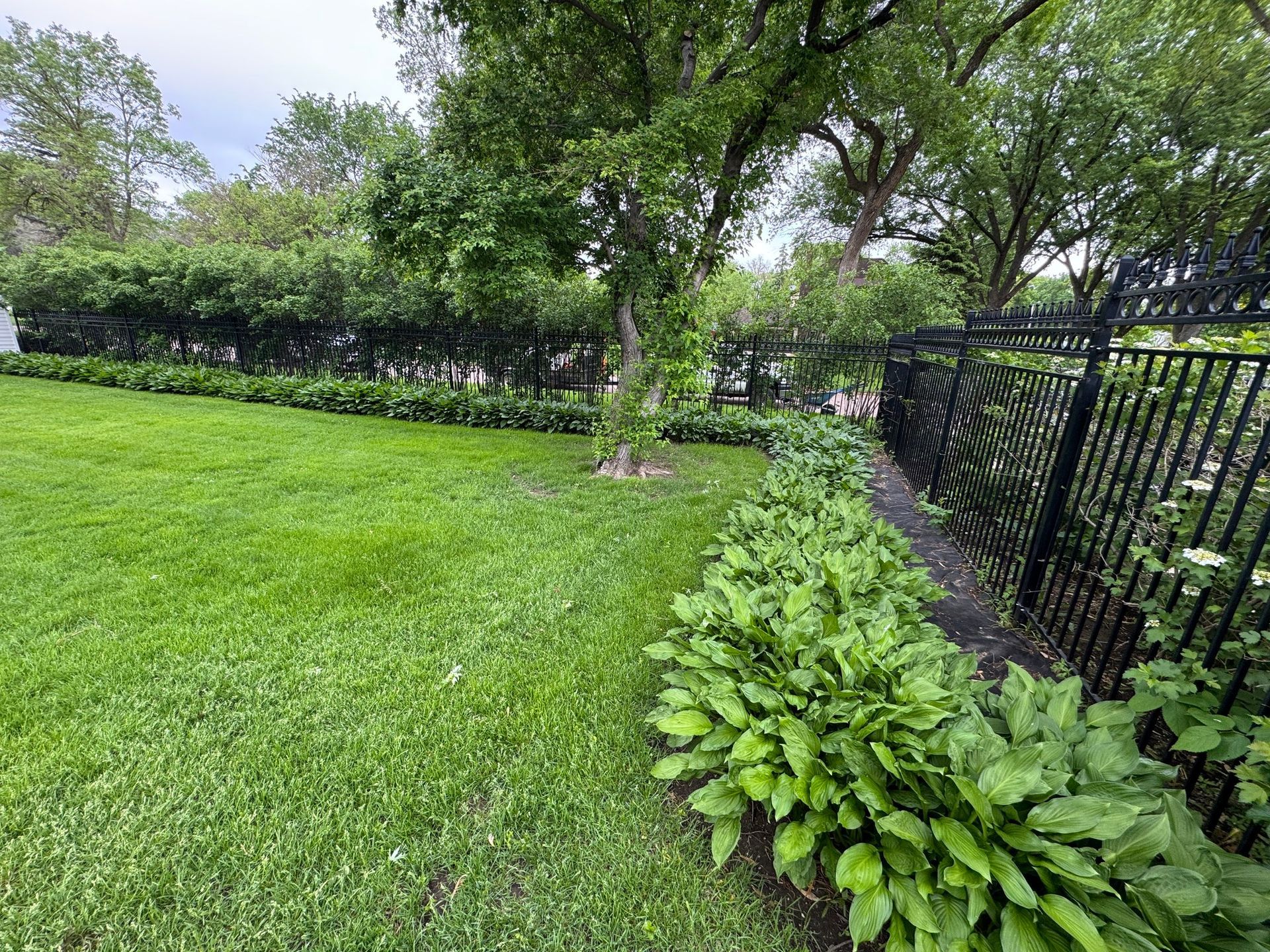 Green lawn with shrubs and trees beside a black metal fence in a park-like yard