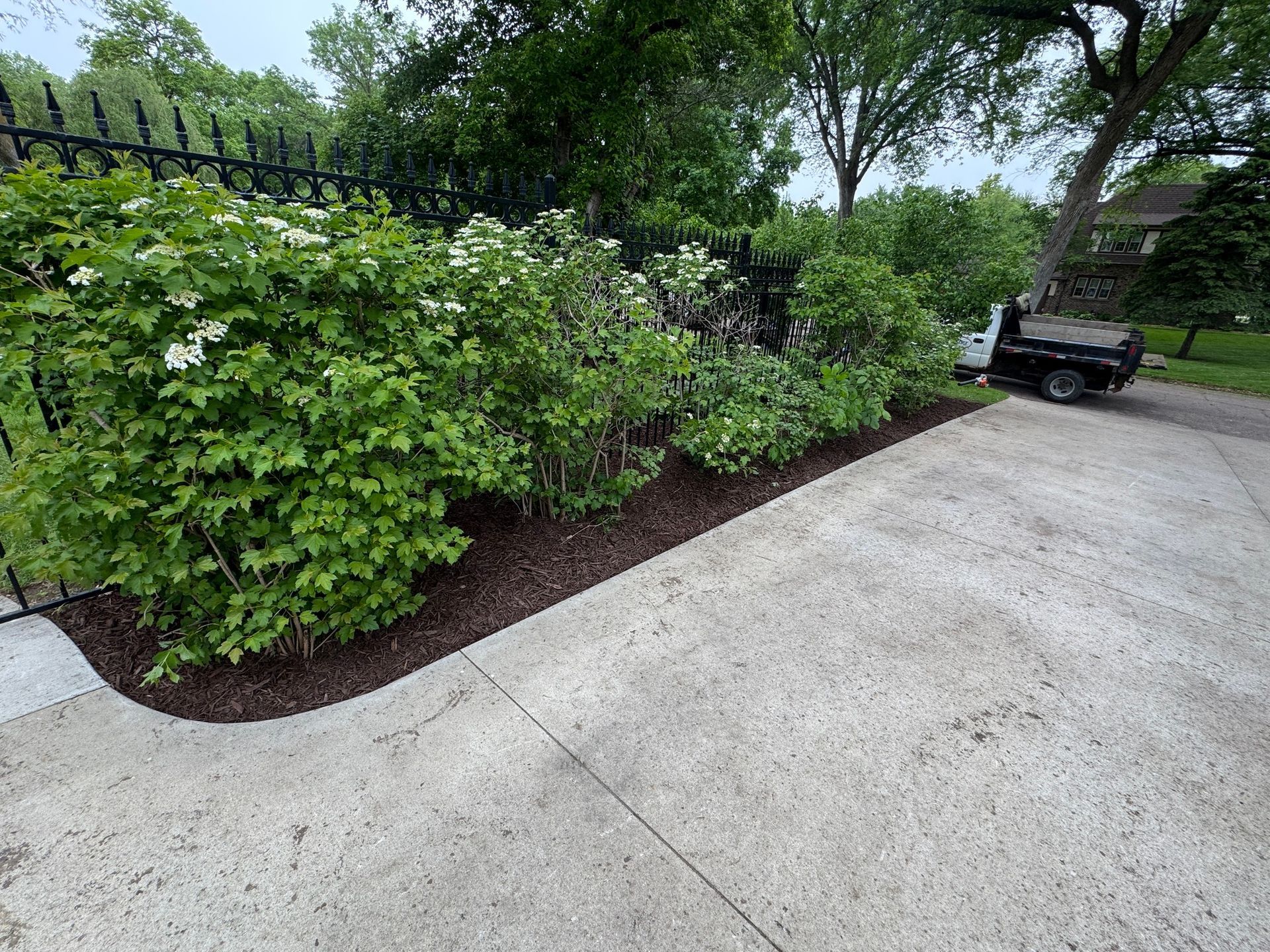 Concrete driveway beside dense green shrubs and trees, with a parked golf cart in the background.