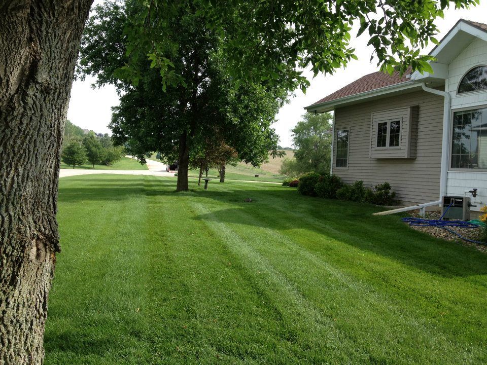Lush green lawn beside a house, with large trees and a mowed path leading into the yard.