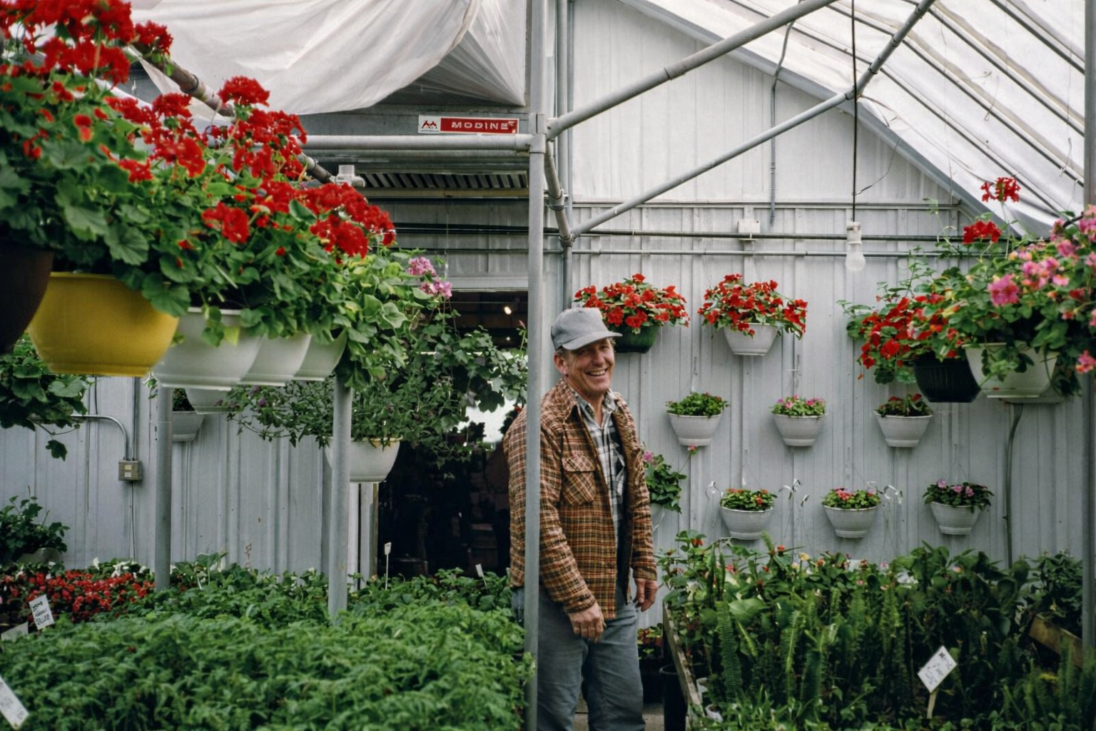 Person standing in a greenhouse surrounded by hanging baskets of red flowers and rows of plants