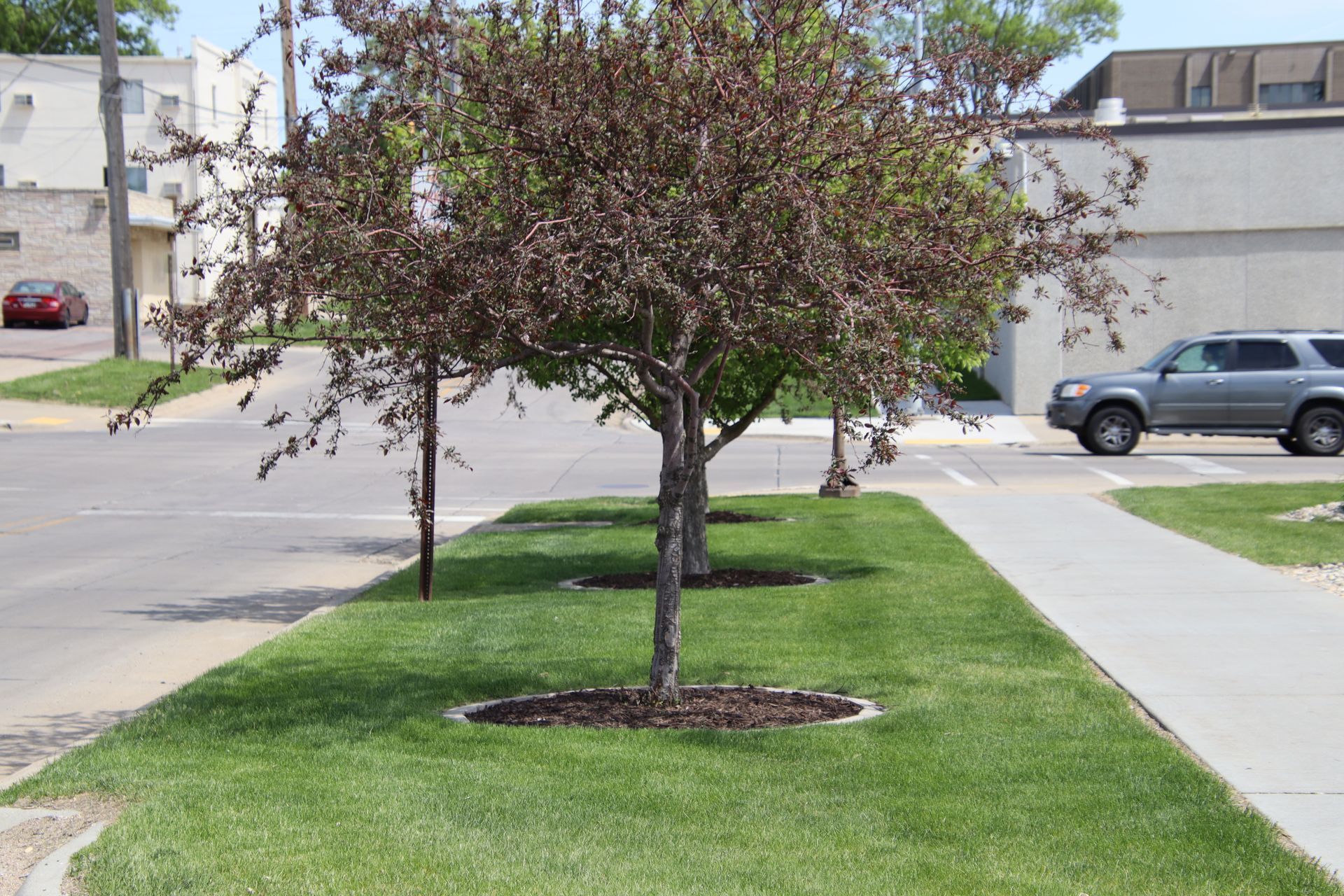 Young trees planted in a grassy strip beside a sidewalk and street in a residential neighborhood