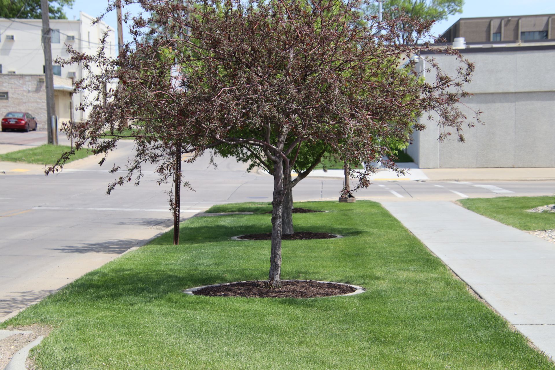 Young street trees in a grassy roadside strip beside a sidewalk and street.