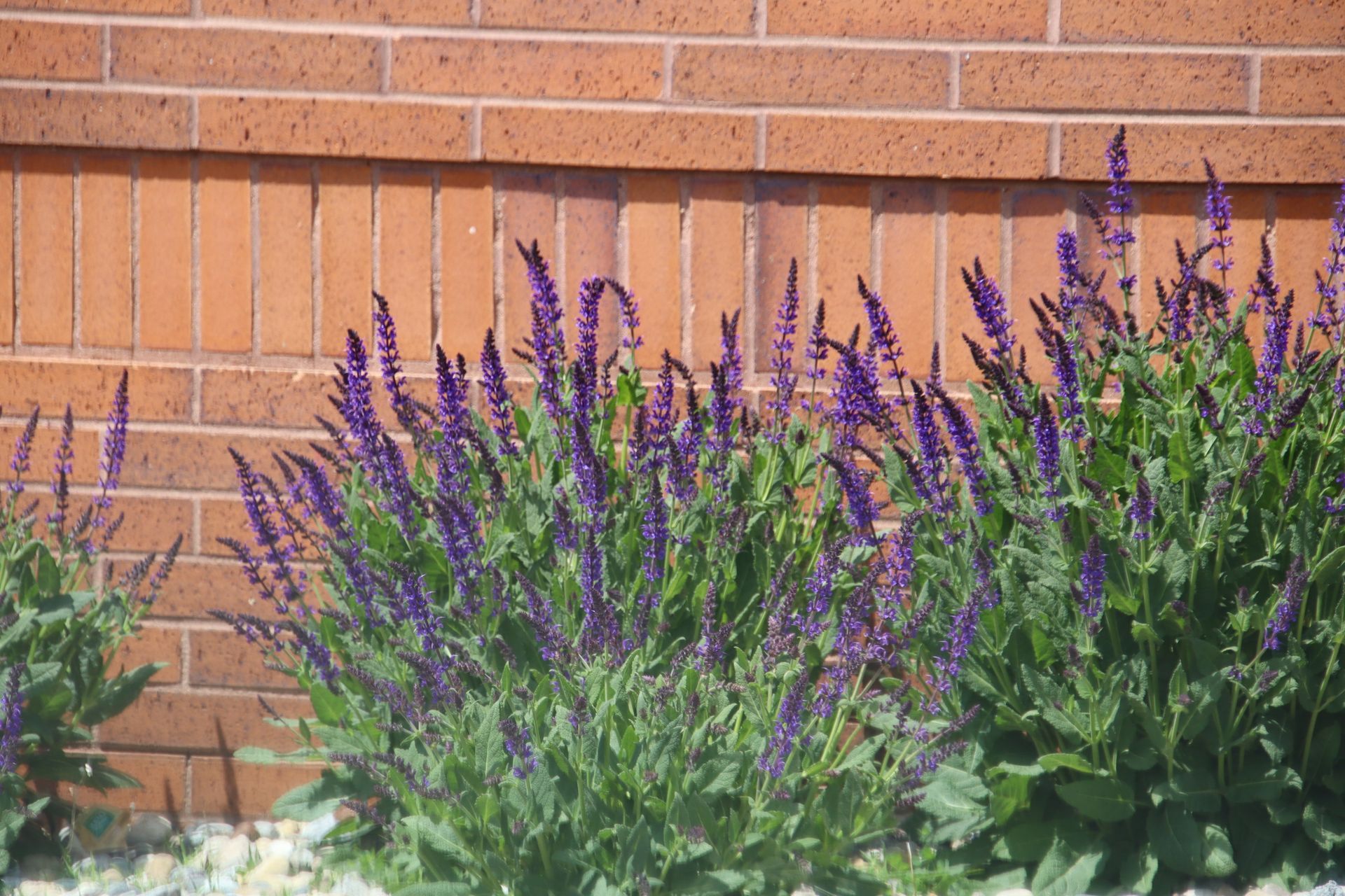 Purple flowers and green foliage growing against a red brick wall.