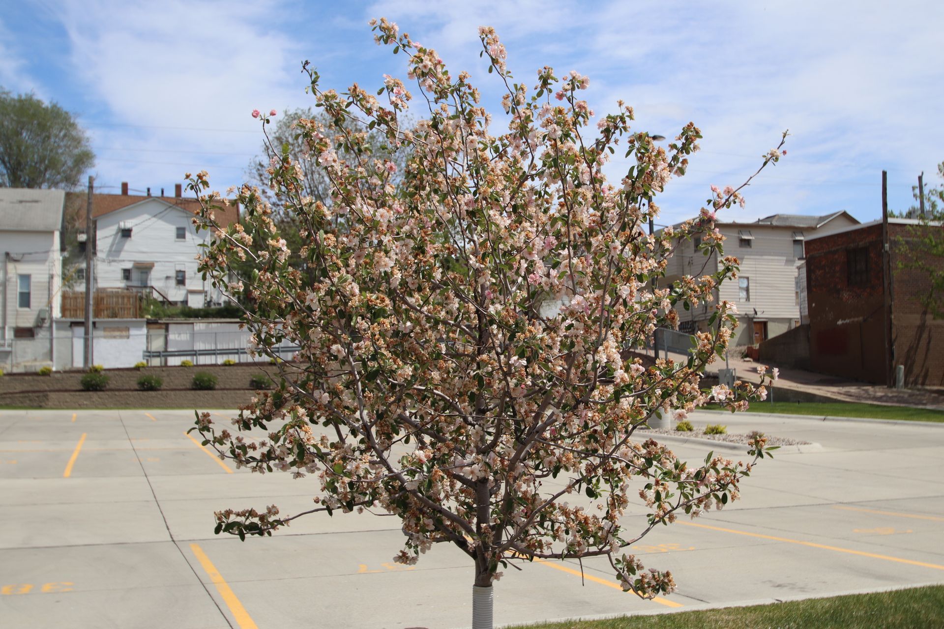 Small flowering tree in a parking lot with buildings in the background