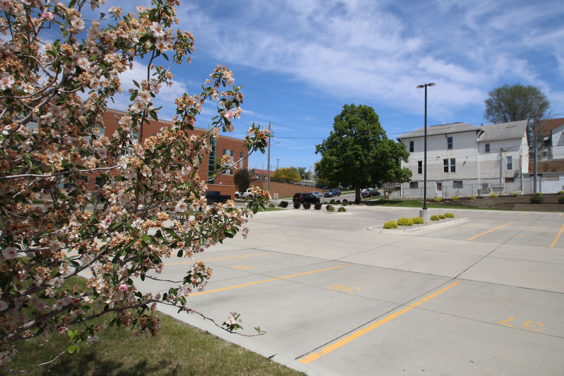 Empty parking lot beside a blooming tree and buildings under a blue sky
