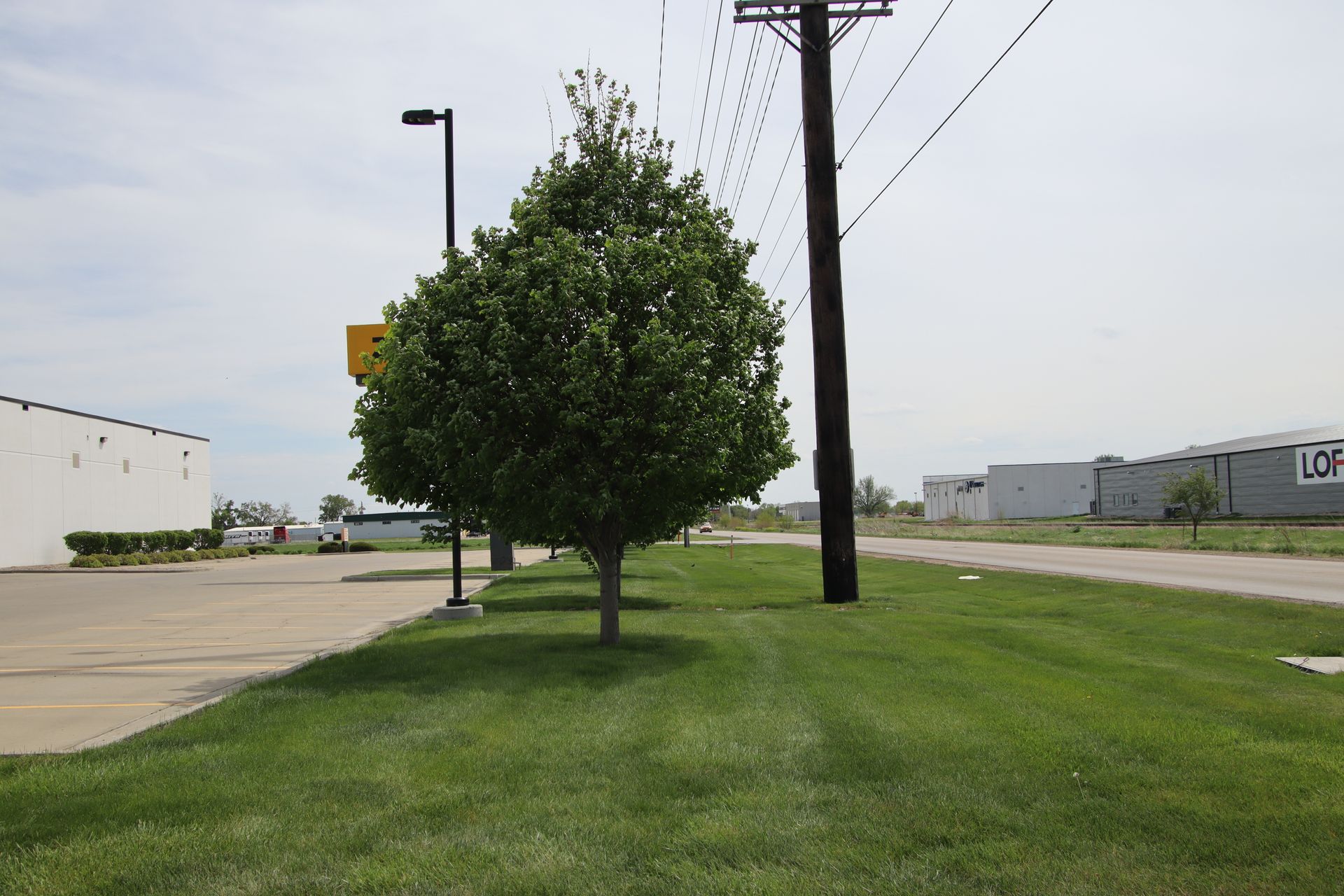 Grassy roadside beside a sidewalk, with a leafy tree and utility poles under a clear sky.