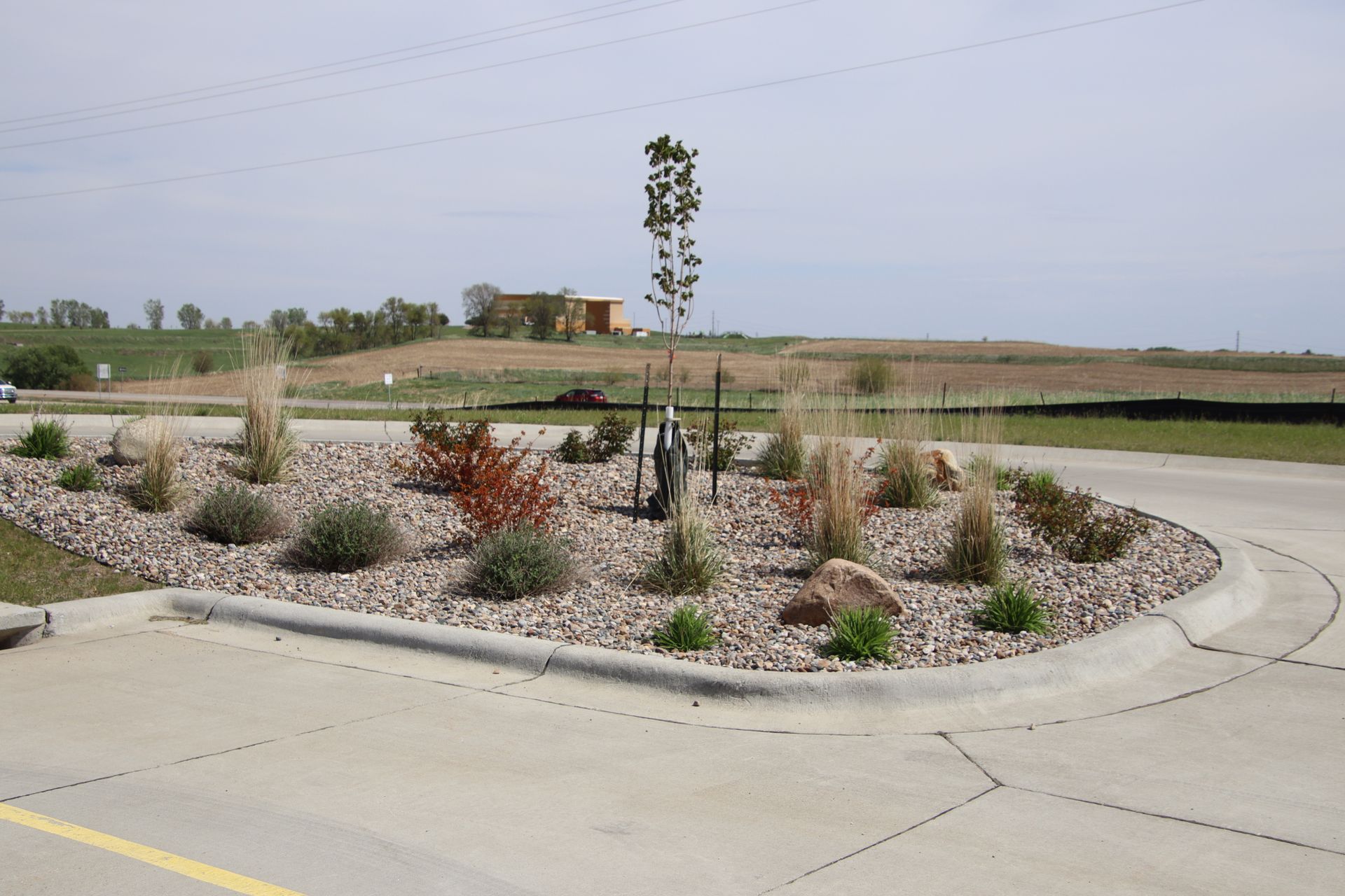 Roadside landscaped median with young shrubs and a small tree beside a curved street