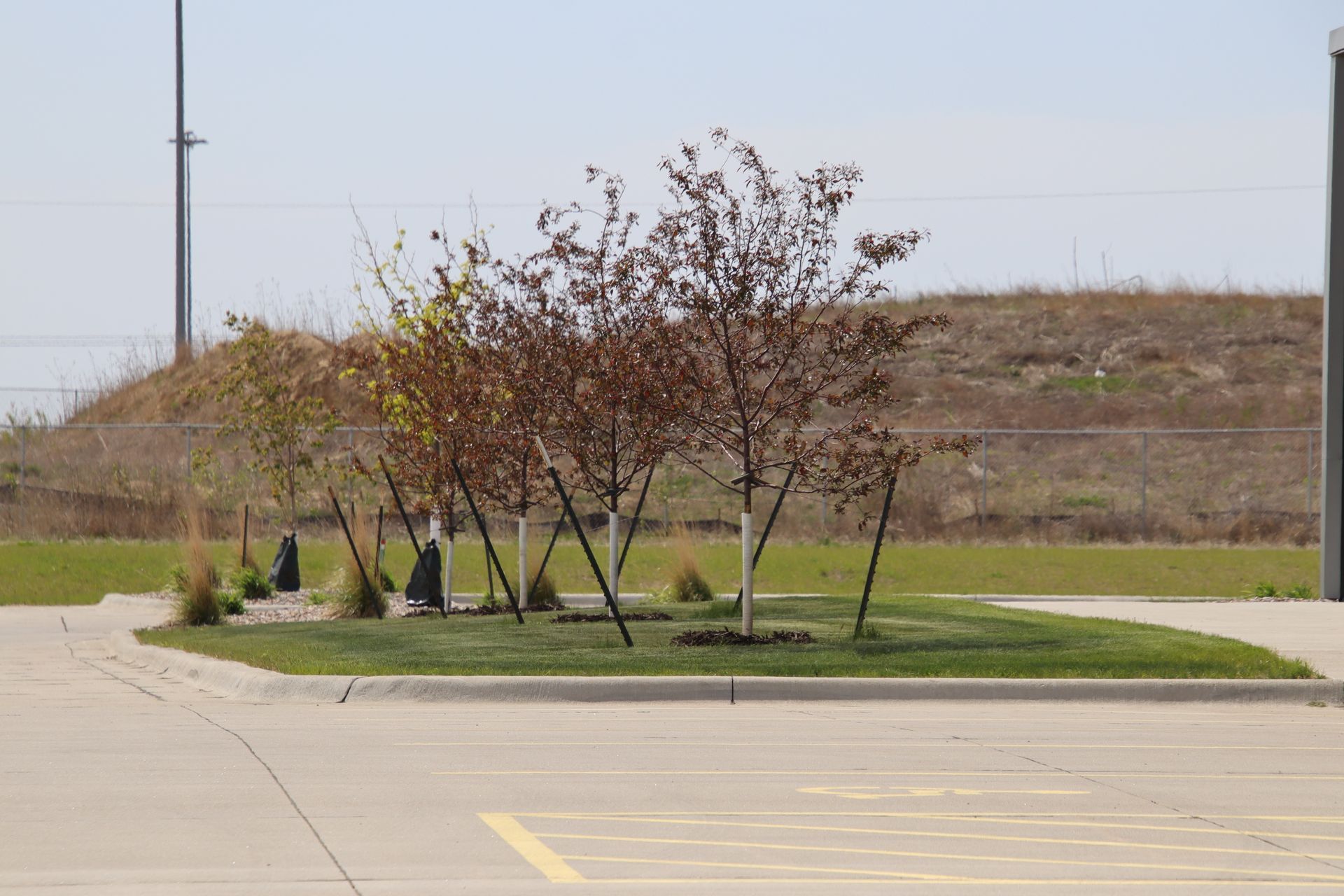 Small landscaped island with young trees beside a paved parking lot on a cloudy day