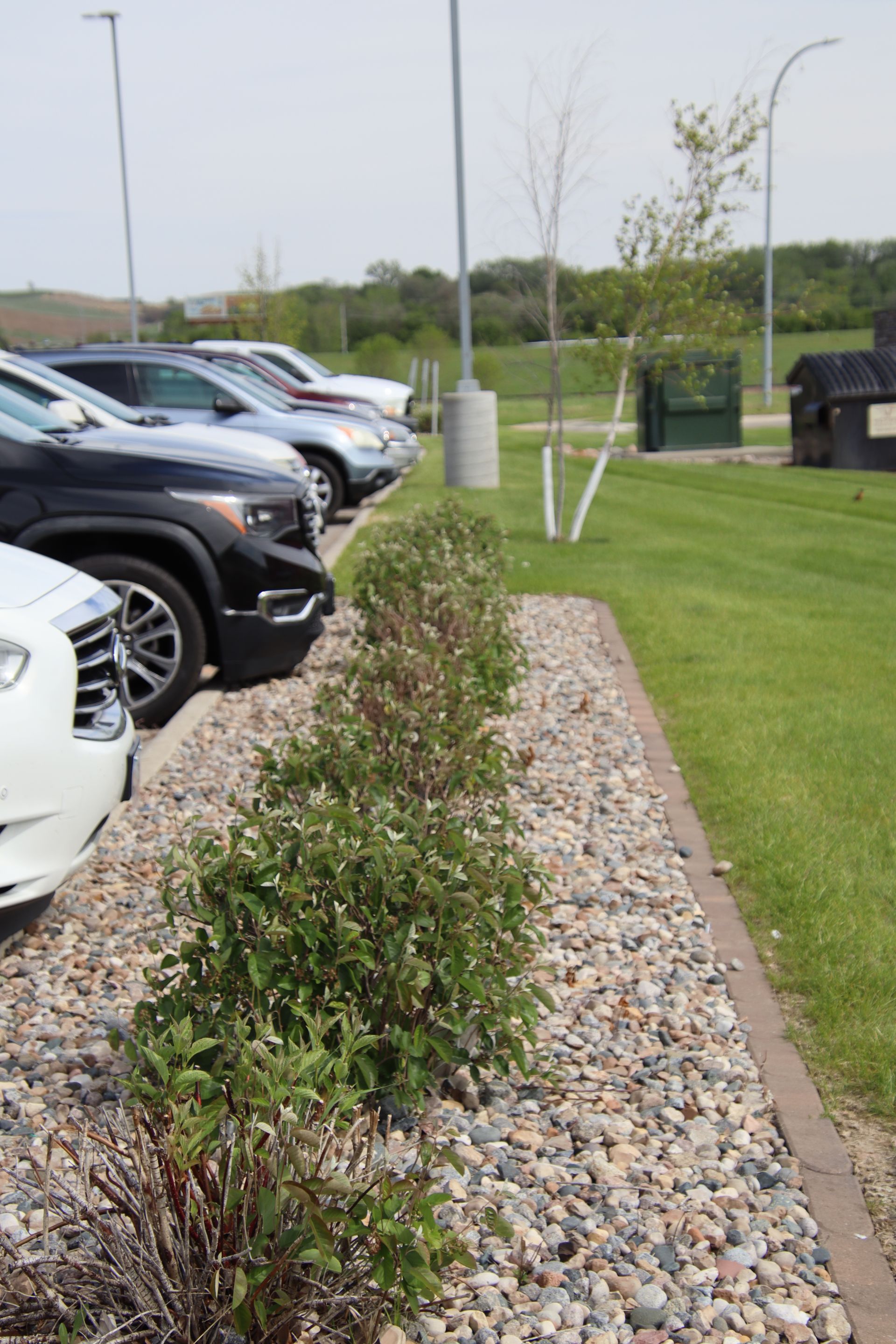 Parking lot with parked cars beside a landscaped gravel bed and green lawn with young trees.