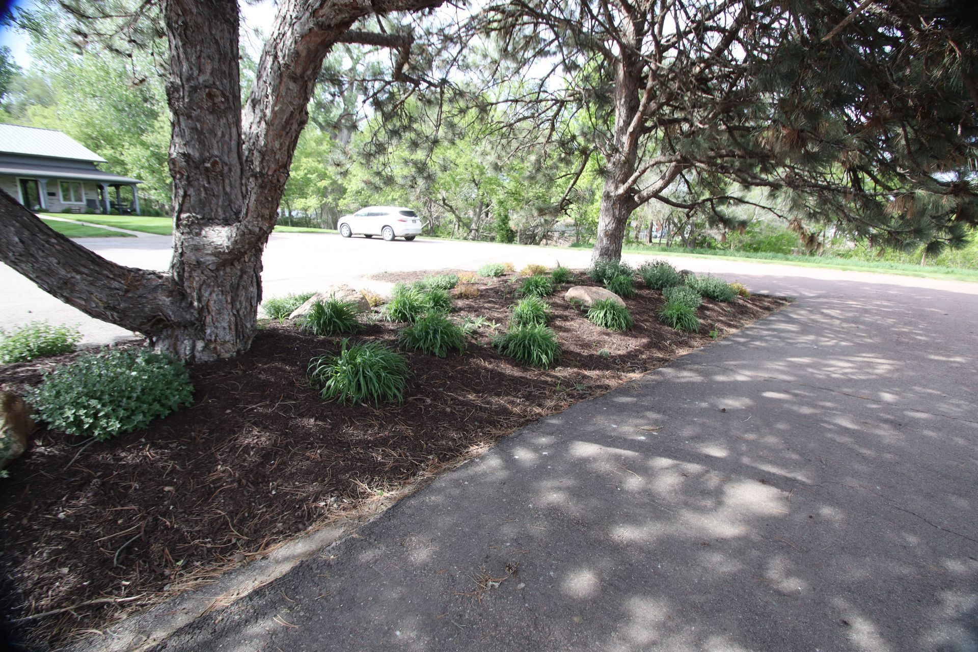 Tree-lined paved path beside mulched garden beds in a park-like area