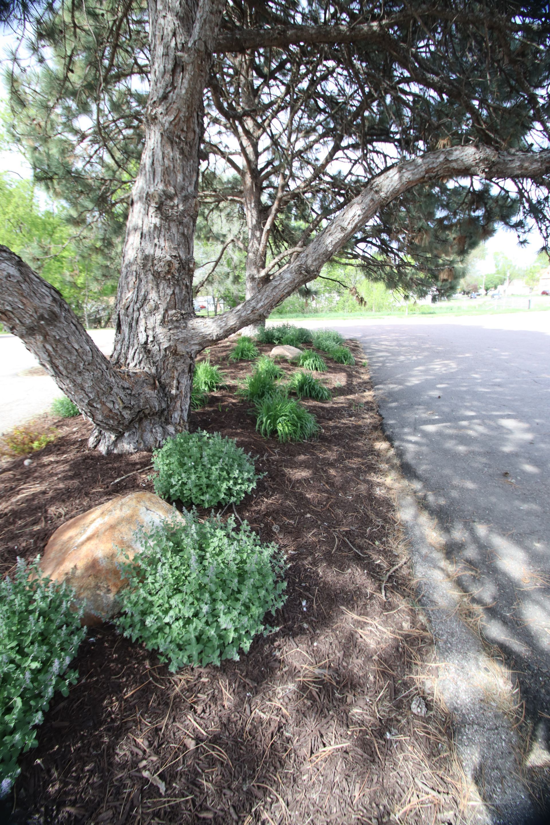 Tree-lined roadside with mulch bed and green shrubs beside a paved street