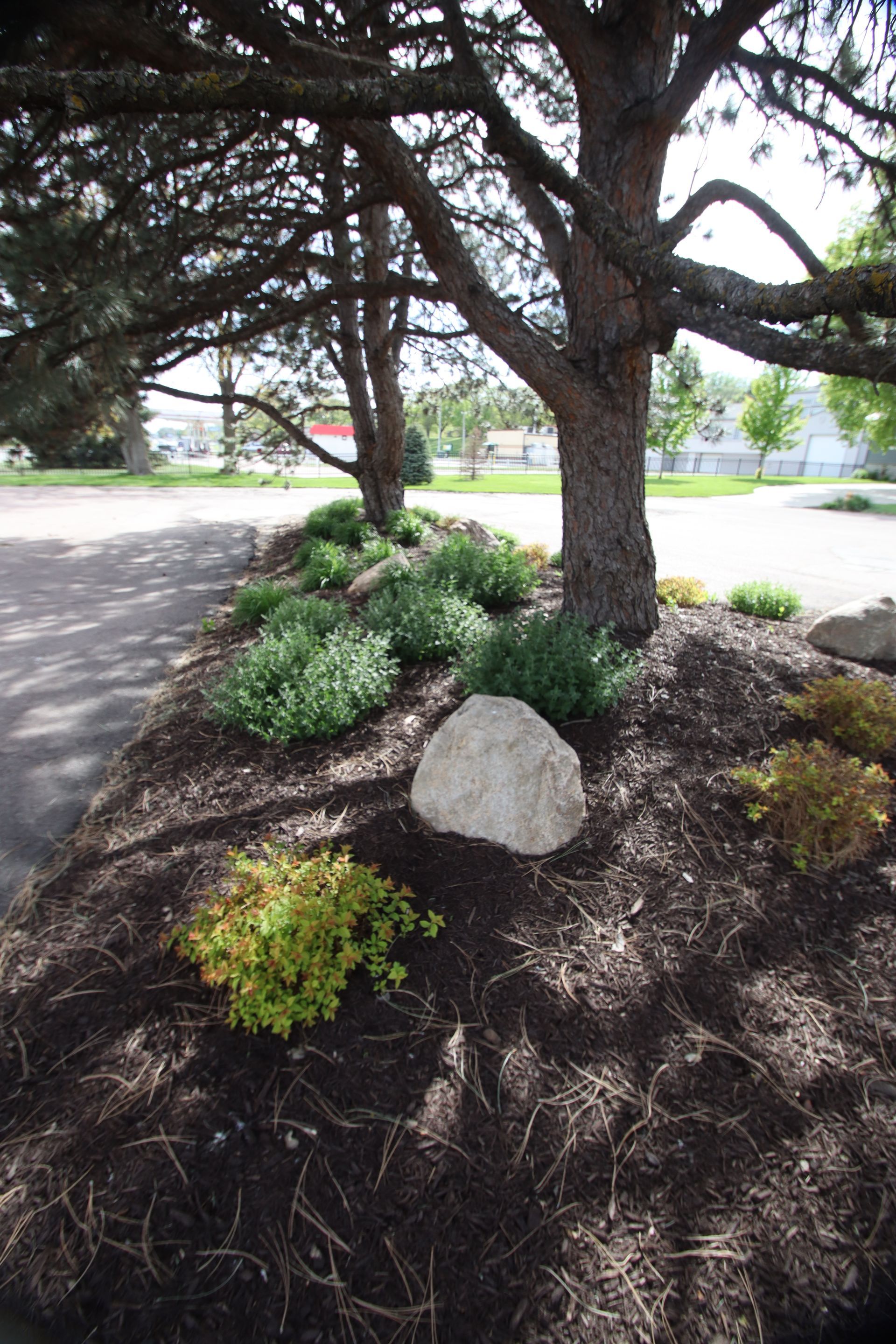 Landscaped tree bed with mulch, rocks, and low shrubs beside a paved street and sidewalk