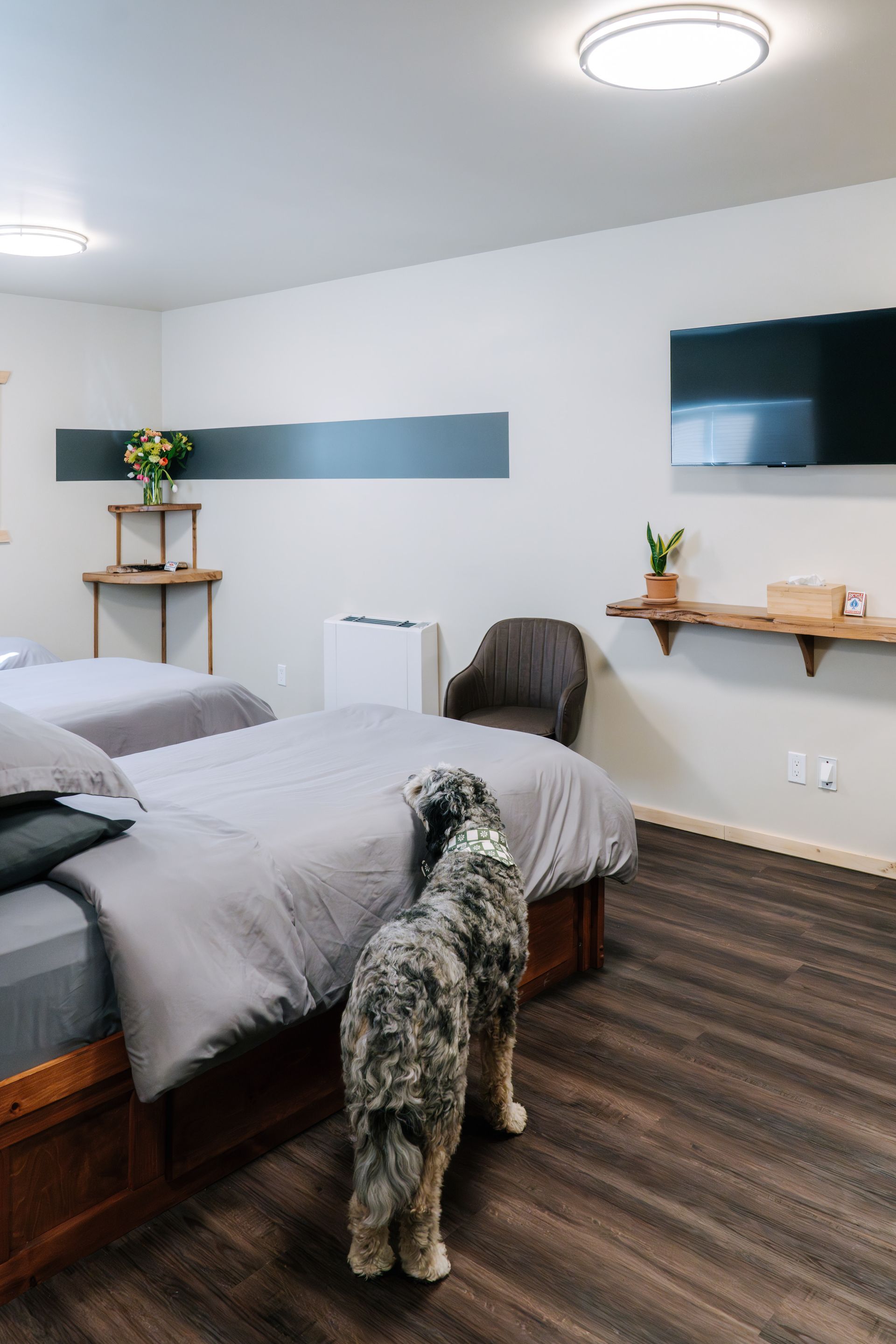 A merle dog stands facing a bed in a hotel room with gray bedding, a wall-mounted TV, and wooden shelving.
