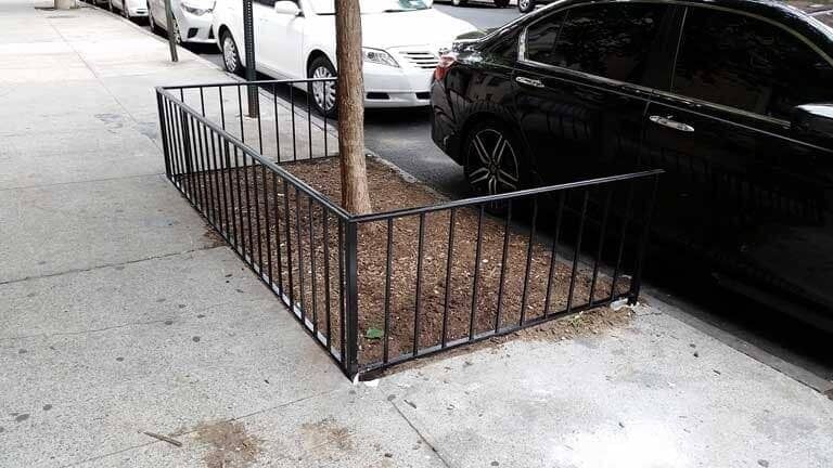 Tree in a small fenced sidewalk planter beside parked cars on a city street.
