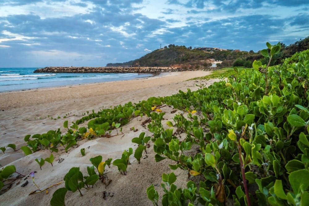 A Beach With A Lot Of Green Plants Growing On The Sand — Ballina Painting Service In Evans Head, NSW