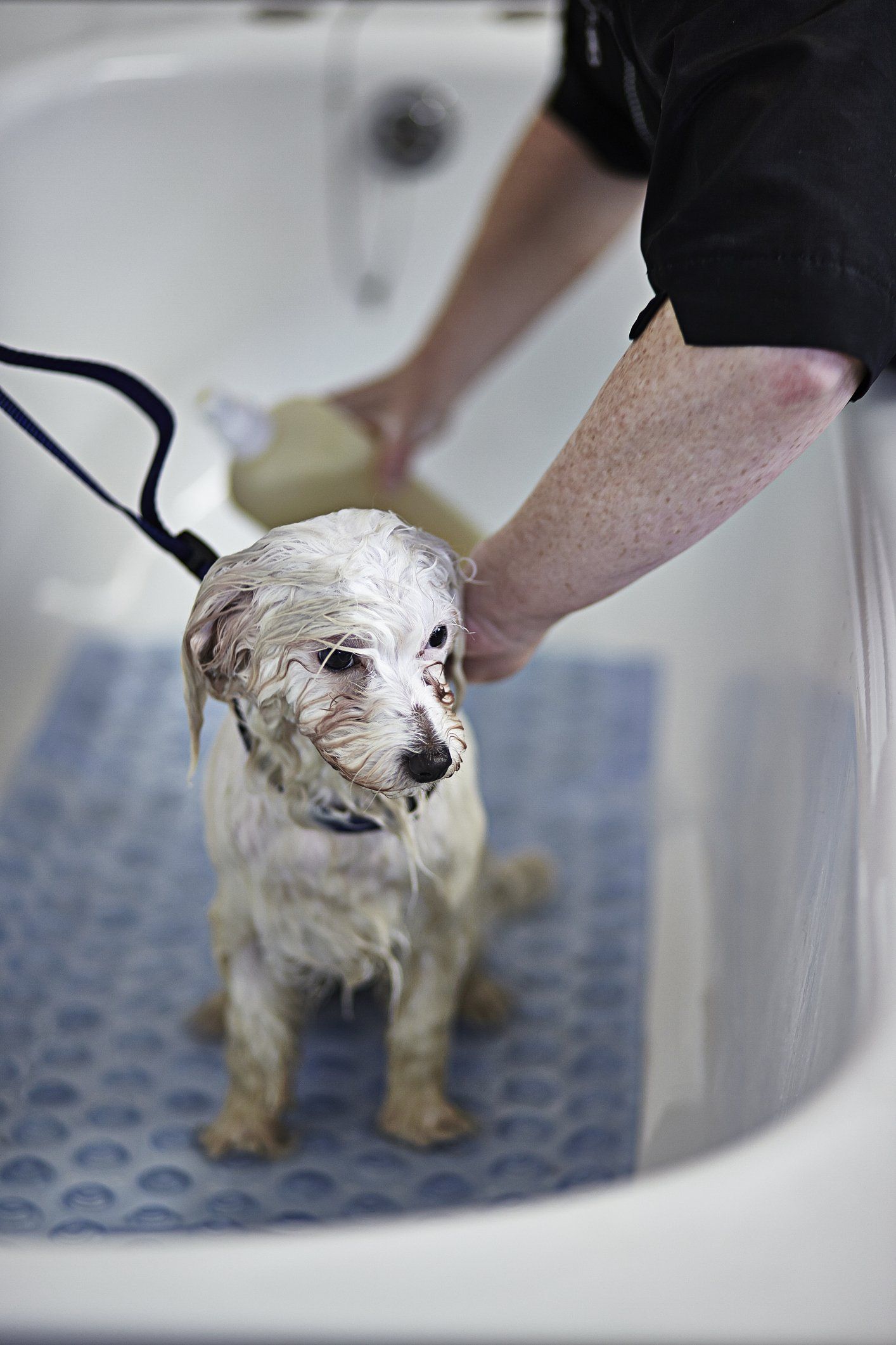bagno cane