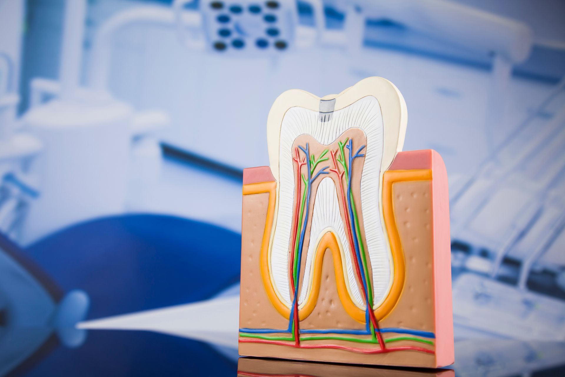 Modello anatomico dentale che mostra una sezione trasversale di un dente molare su un tavolo da clinica, con strumenti odontoiatrici sfocati sullo sfondo.