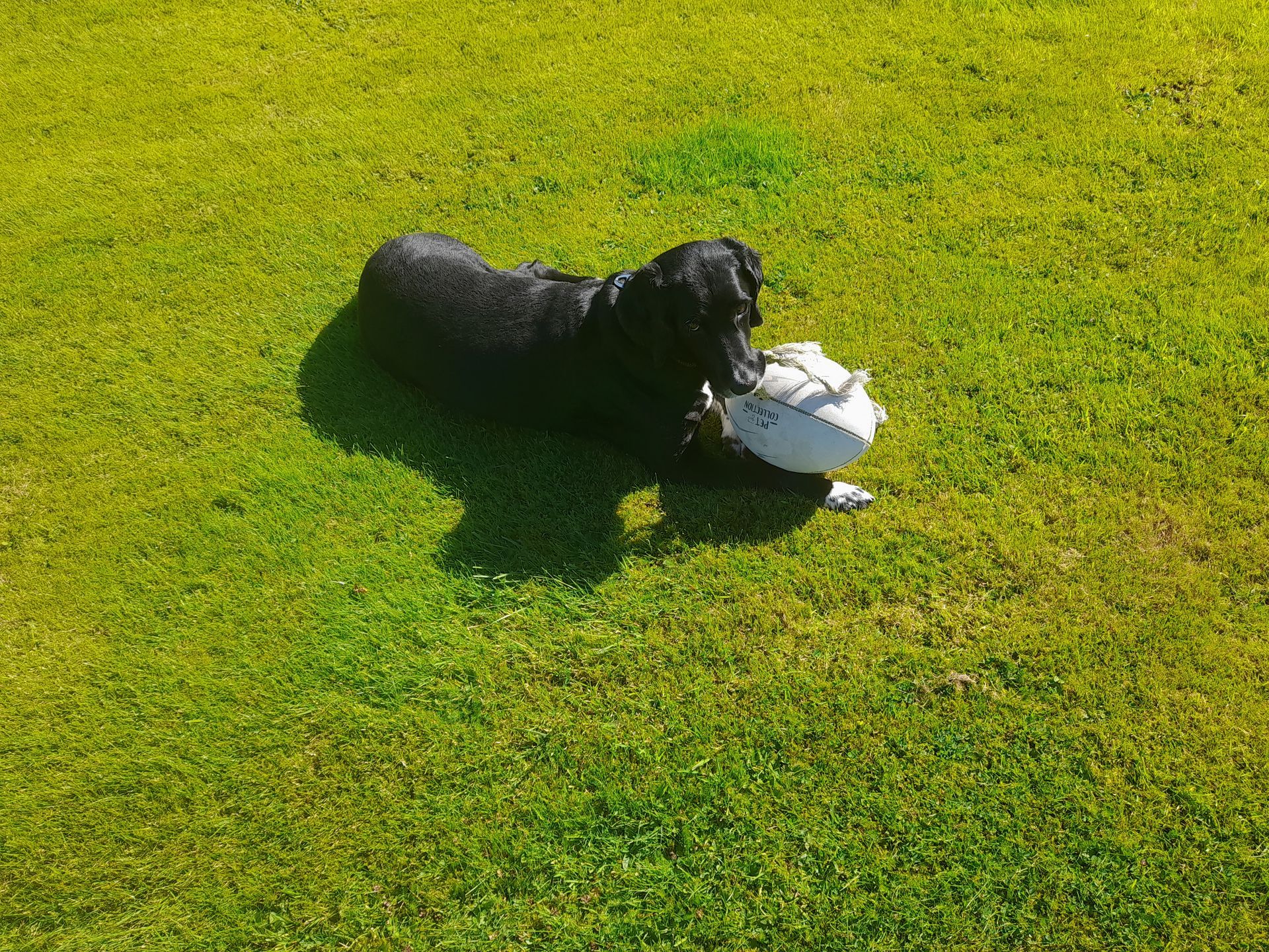 A black dog is laying in the grass with a frisbee in its mouth.