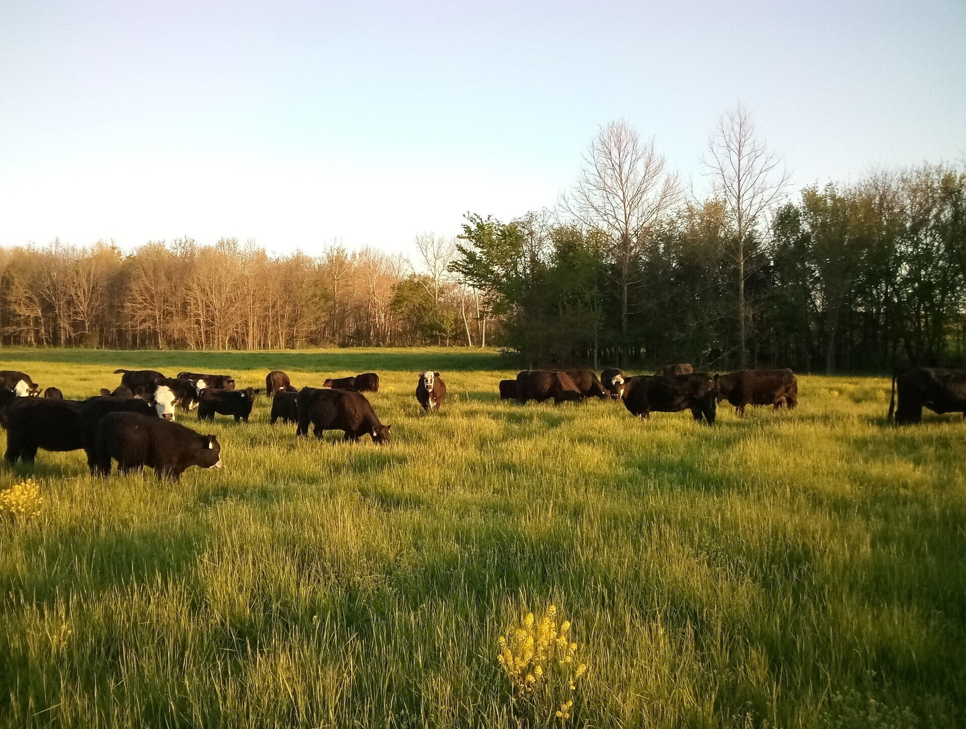 Contact TrimLine Barns Sarcoxie MO