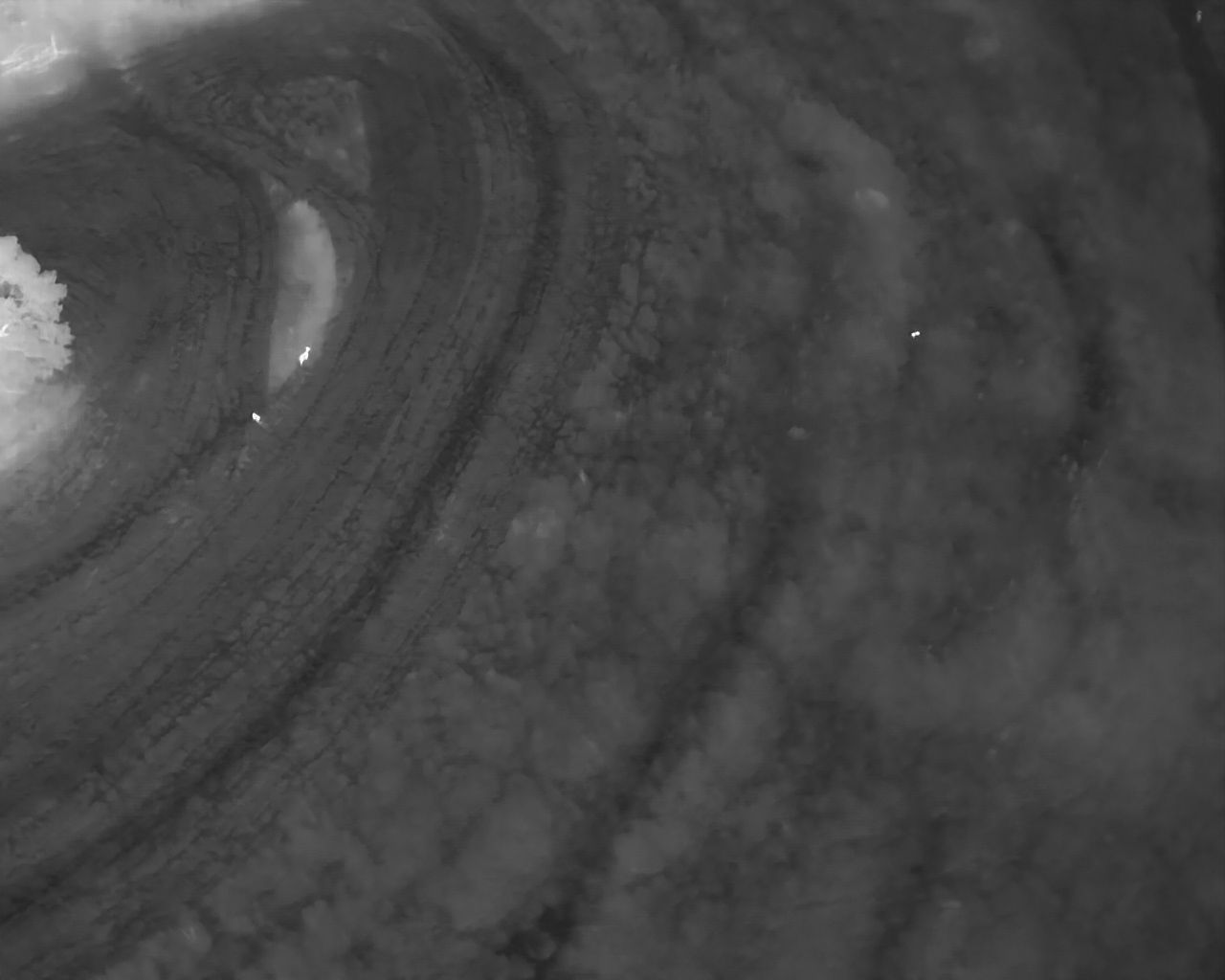 Thermal Drone deer locator