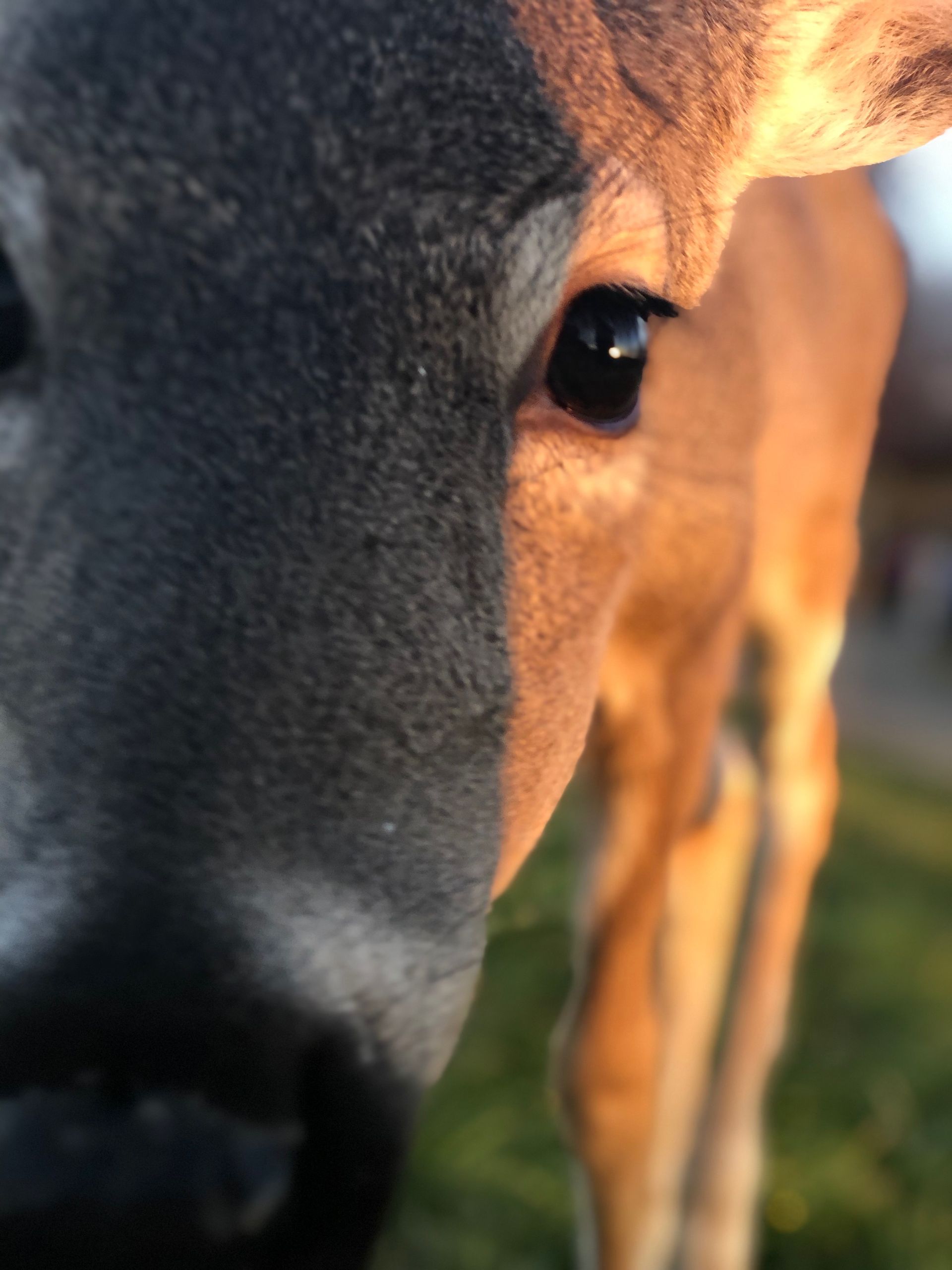 Wildlife 
