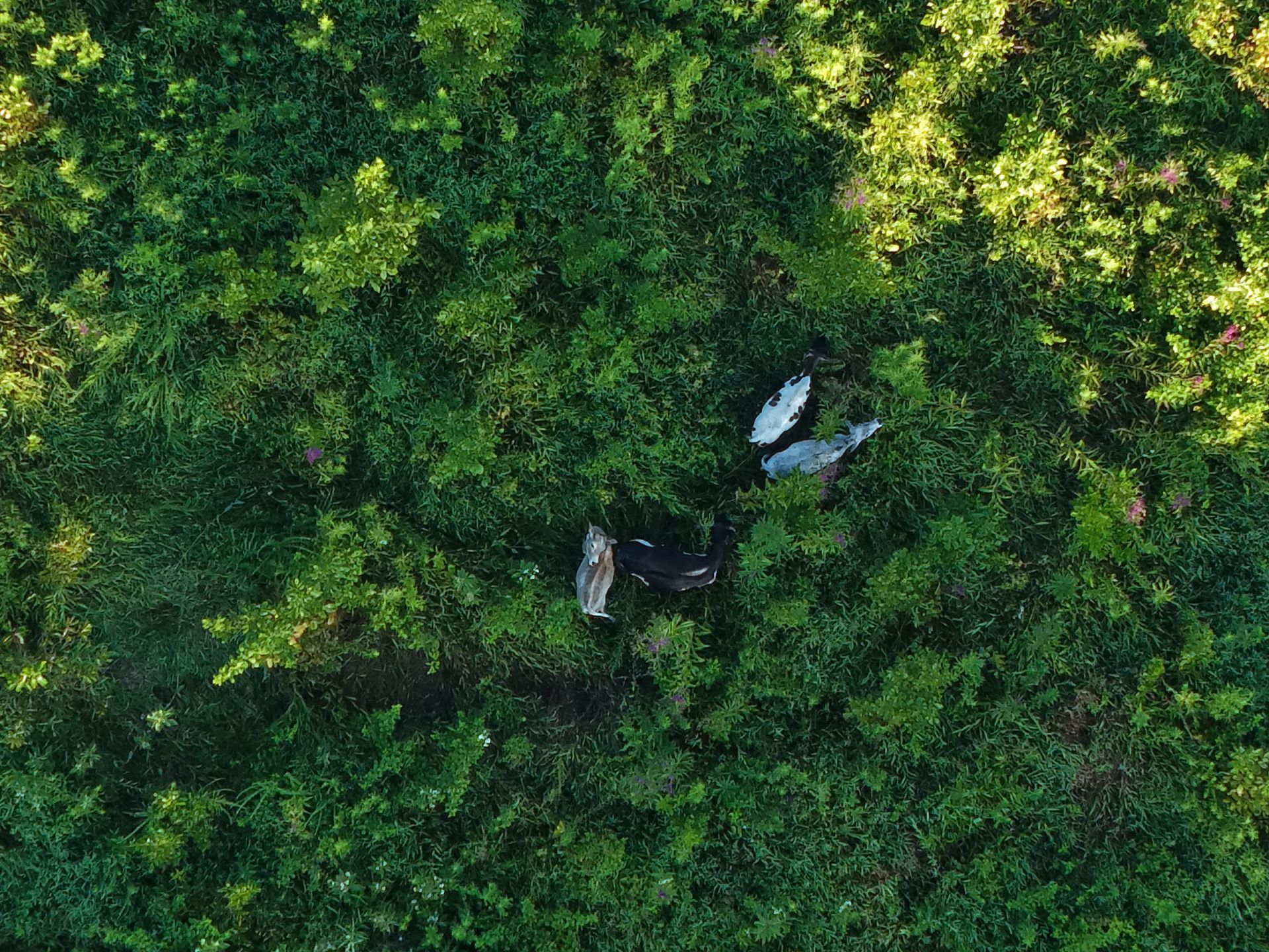 Animal Recovery
