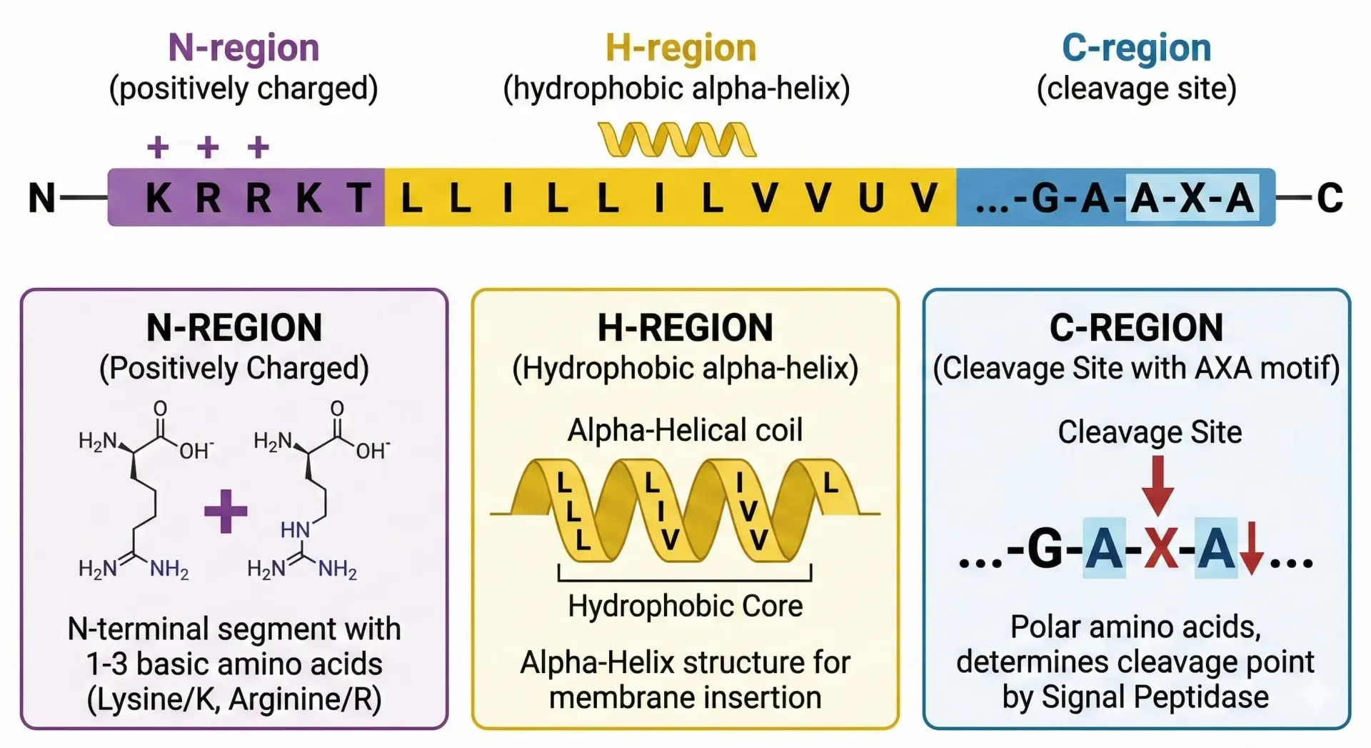 Signal peptide diagram: N-region, hydrophobic H-region, and C-region cleavage site