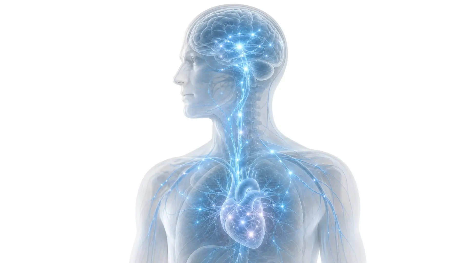 Transparent human torso with glowing blue brain and nervous system, highlighting the heart.