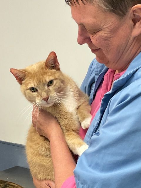 Woman in blue scrubs holding a ginger cat. The cat is looking at the camera. Woman in blue scrubs holding a ginger cat. The cat is looking at the camera.