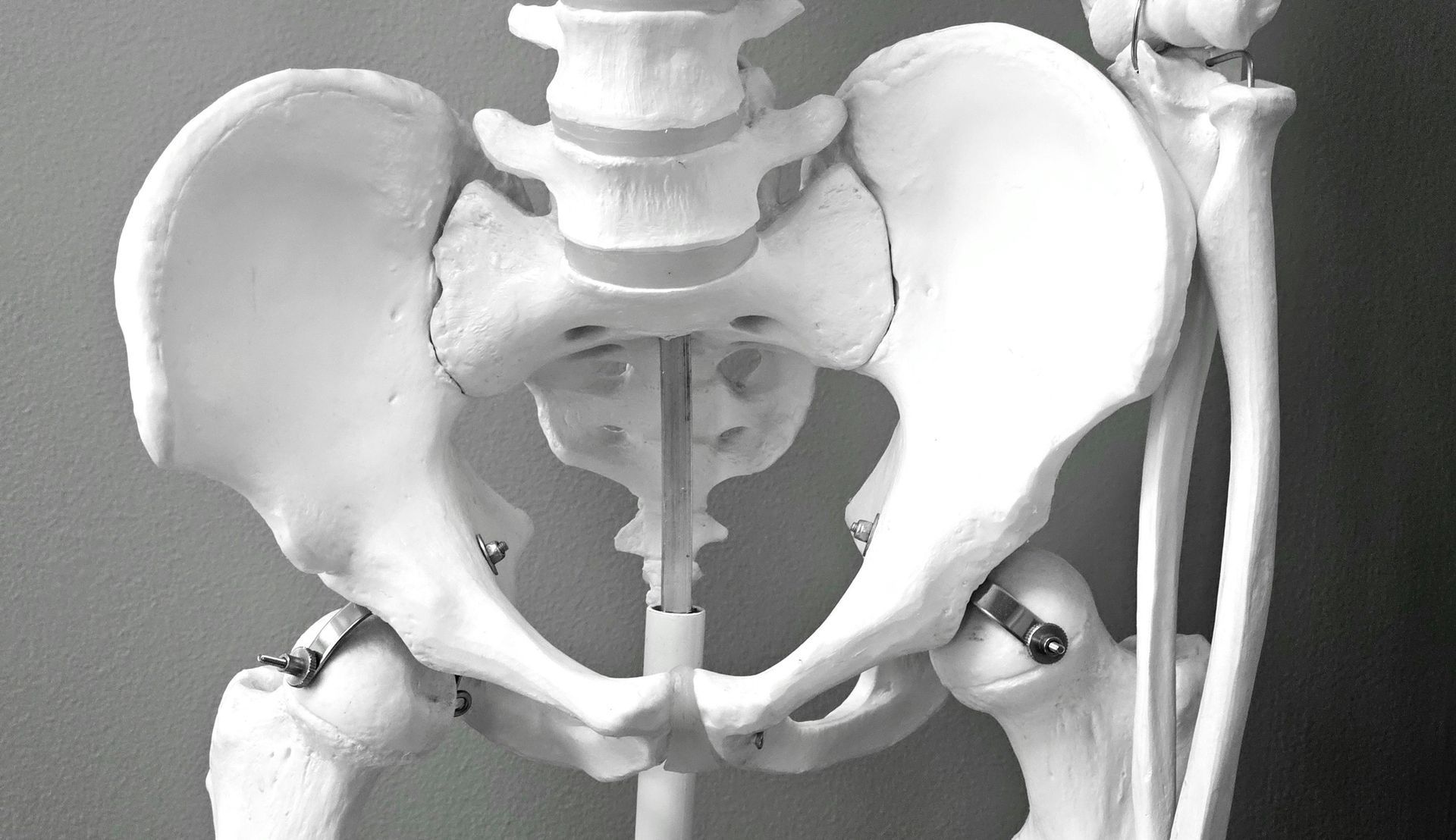 skeletal pelvis