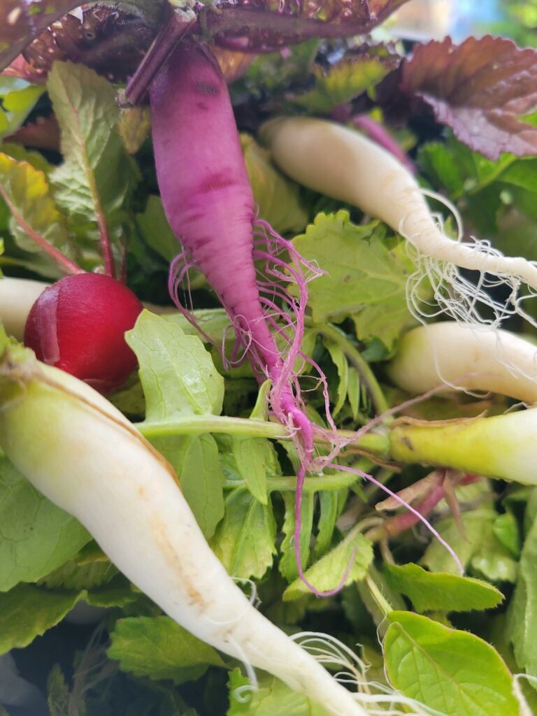 Rustic Ridge Farms