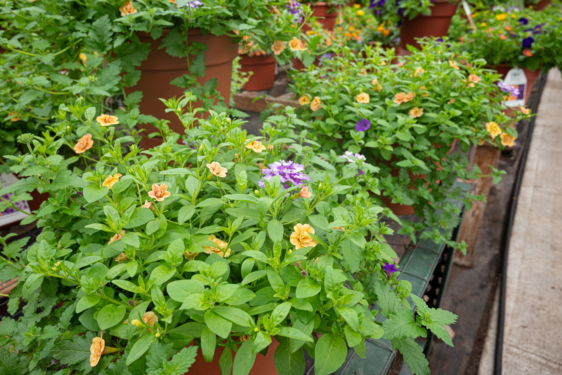 Rustic Ridge Farms