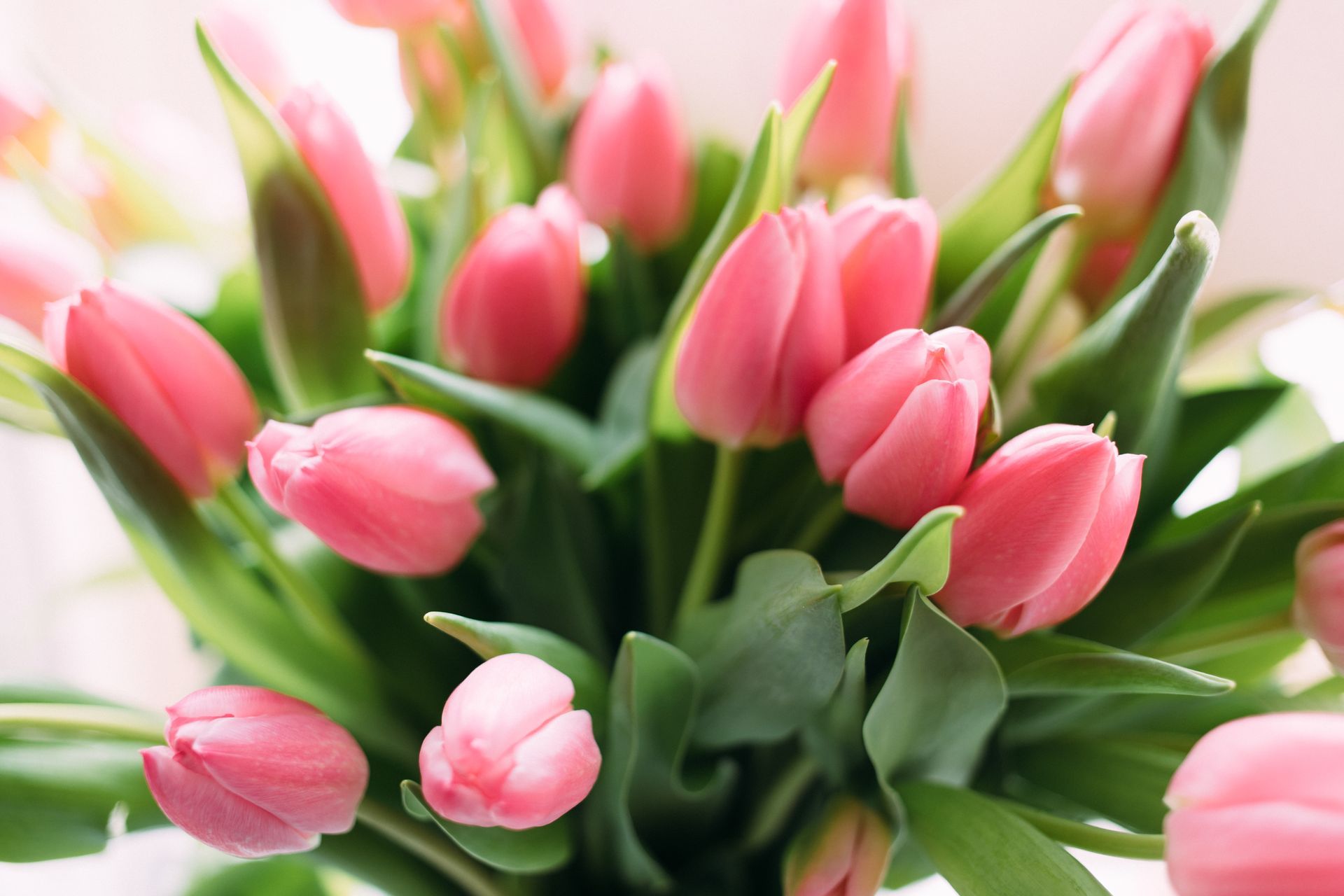 Pink tulips with green leaves in a soft, bright bouquet