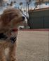 Happy clients with their dog