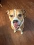 Dog in Dallas