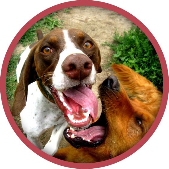 A brown and white dog sticking its tongue out next to another dog