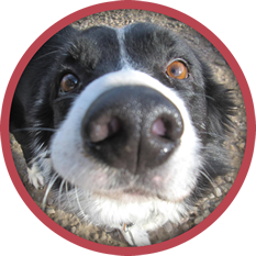 Red Ruff Inn Doggie Daycare: Happy Pets, Happy People