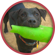 Red Ruff Inn Doggie Daycare: Happy Pets, Happy People