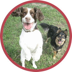 Our Services | Dog Daycare & Pet Hotel | Red Ruff Inn | Cheyenne, WY